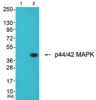 p44/42 MAPK Antibody