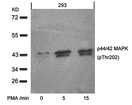 p44/42 MAP Kinase (Phospho-Thr202) Antibody