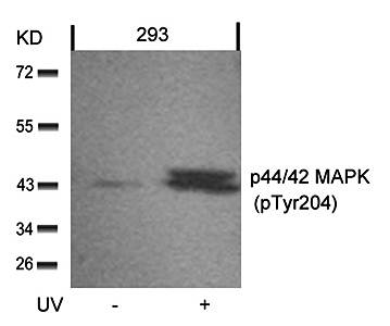 p44/42 MAP Kinase (Phospho-Tyr204) Antibody