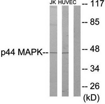 p44 MAPK Antibody
