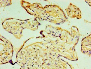 P4HA3 Antibody