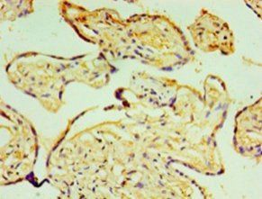 P4HA3 antibody