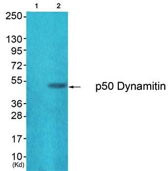 p50 Dynamitin antibody