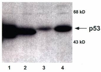Sheep p53 Polyclonal Antibody