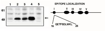 Mouse Human p53 (a.a. 16-25) Antibody