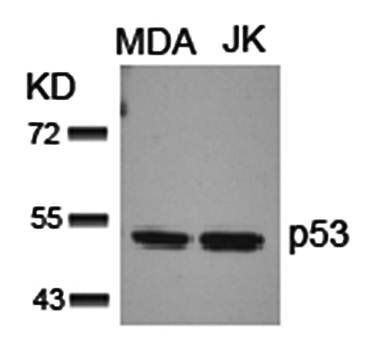 p53 (Ab5) Antibody