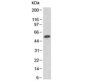 p53 Antibody / TP53 (N-Terminal Region)