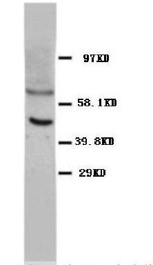 P53 Tp53 Monoclonal Antibody