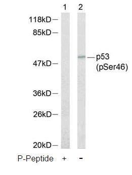 p53 (Phospho-Ser46) Antibody