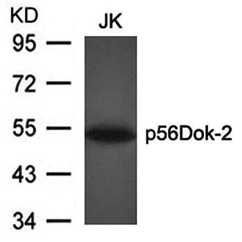 p56Dok-2 (Ab-299) Antibody