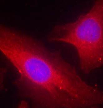 p56Dok-2 (Ab-299) Antibody