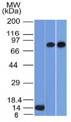 TP63 Antibody