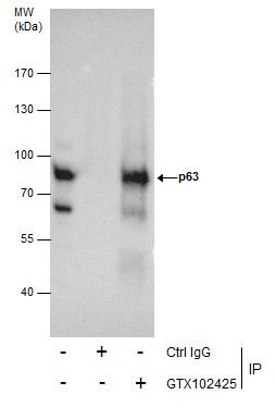 p63 antibody