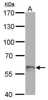 p63 antibody