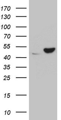 TP63 Antibody