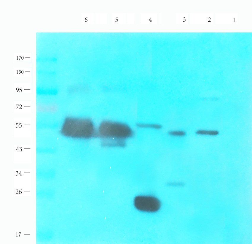 p63 antibody