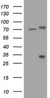 TP73 Antibody