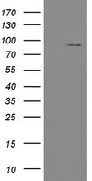 p73 Antibody
