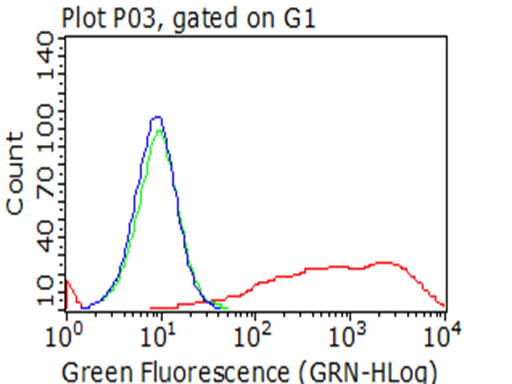 p75 NGF Receptor Antibody