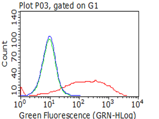 p75 NGF Receptor Antibody