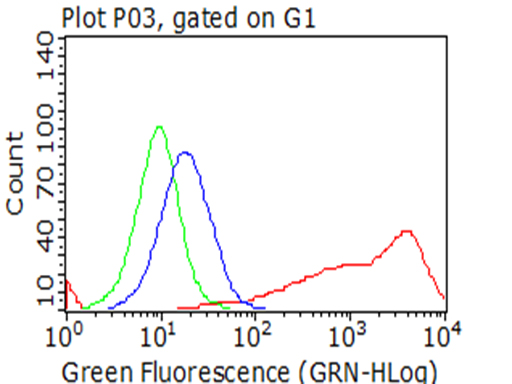 p75 NGF Receptor Antibody