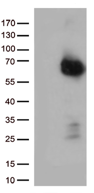 p75 NGF Receptor Antibody