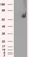 p75 NGF Receptor Antibody