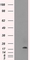 p75 NGF Receptor Antibody