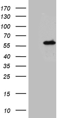 KIAA1524 Antibody
