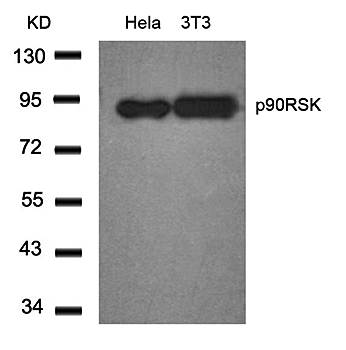 p90RSK (Ab-348) Antibody