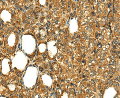 RLN1 Antibody