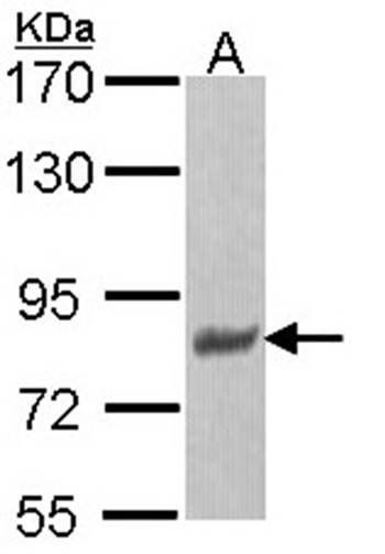 p-Tau antibody