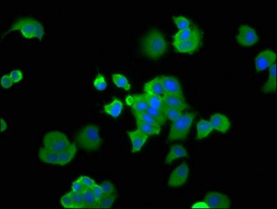 PA2G4 Antibody