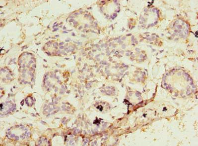 PA2G4 Antibody
