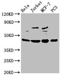 PA2G4 antibody