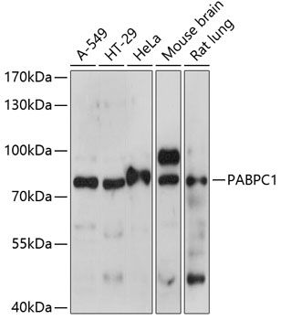 PABPC1 antibody