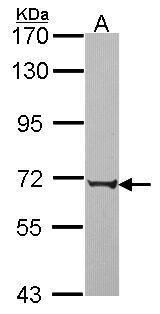 PABPC3 antibody [N2C1], Internal