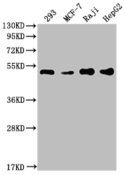 PABPN1 Recombinant Monoclonal Antibody