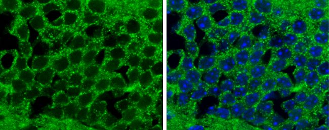 PACAP antibody [N1C3]