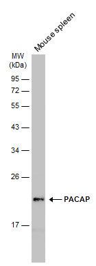 PACAP antibody [N1C3]