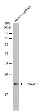 PACAP antibody