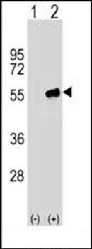 PACSIN3 antibody