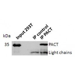 PACT Antibody