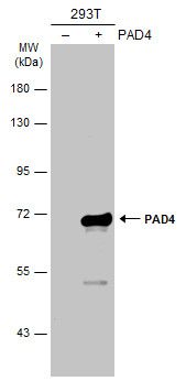peptidyl arginine deiminase 4 Antibody
