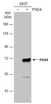 PAD4 antibody