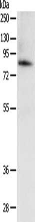 PADI4 Antibody