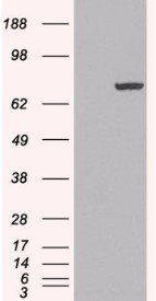 Goat anti-PAD4 / PADI4 Antibody