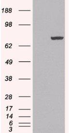 PADI4 antibody