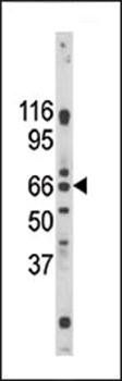 Pael-R antibody
