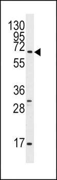 Pael-R antibody